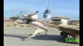 Hilarious Video Of Donkey Doing Wheeling