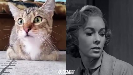 Ünlü &#39;Sapık&#39; filmini izleyen kedinin görüntüleri en iyi video seçildi