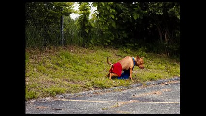 'American Honey' vizyona girdi; işte fragmanı