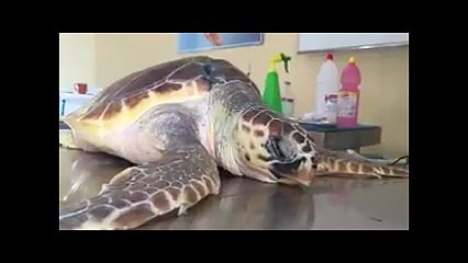 İnşaat demiriyle öldürülmek istenen Caretta iyileşti, adı 'Hayır' oldu