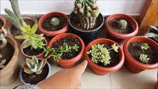 How to Propagate Succulents Fast n Easy