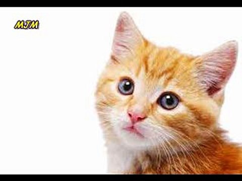 Mon pere m'a donne un petit chat - Chansons enfantines