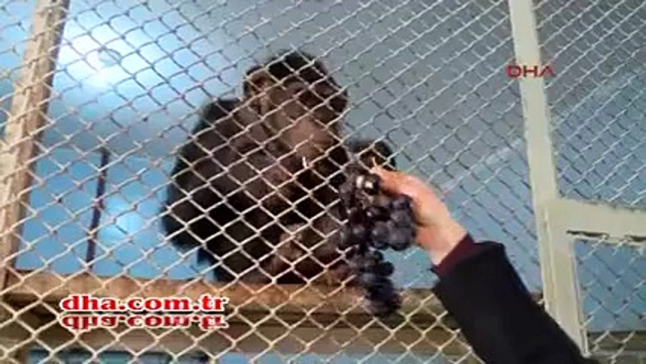 Turistleri ısırmasın diye tüm dişleri sökülen şempanze koruma altına alındı