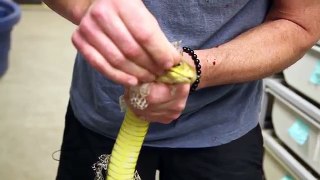 Snake Bites w/ Chewy! SnakeBytesTV