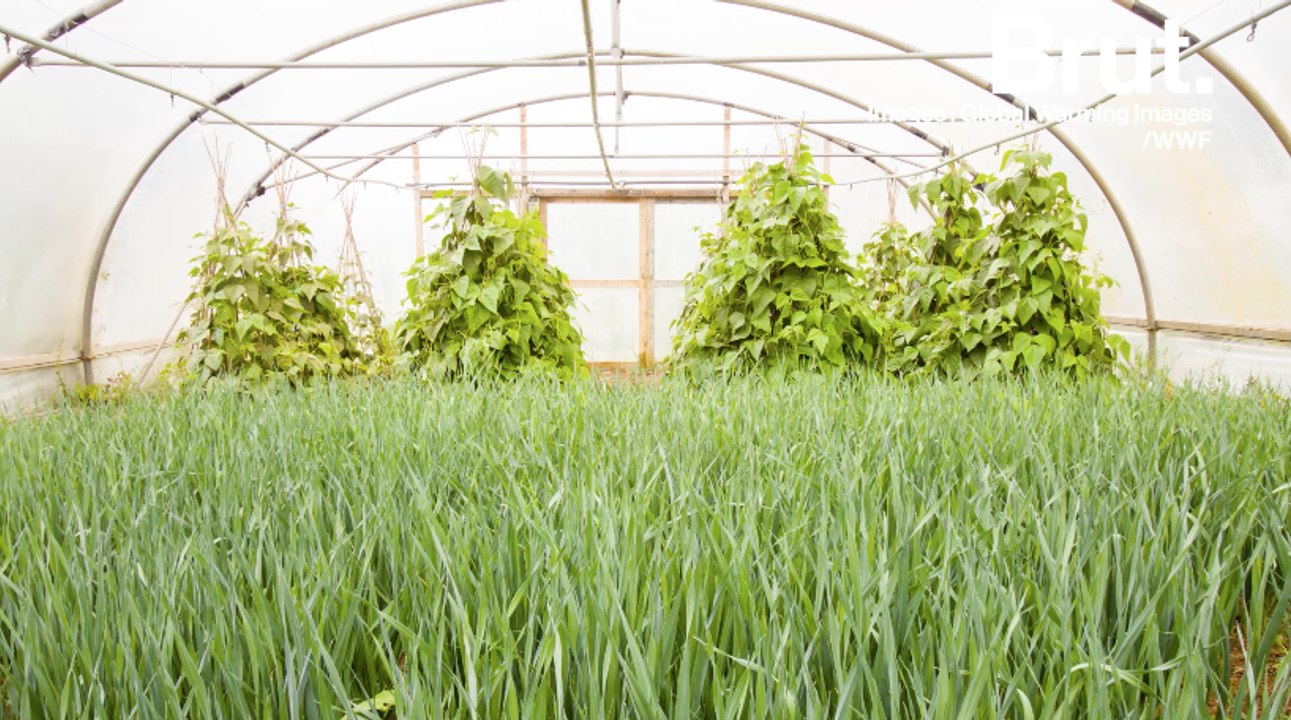 Faire pousser ses plantes en musique : une alternative aux pesticides ?