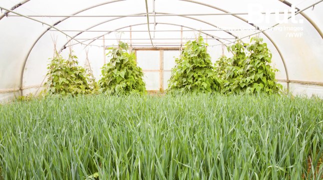 Faire pousser ses plantes en musique : une alternative aux pesticides ?