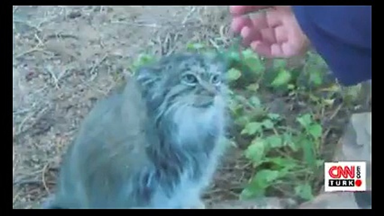 Evcil sanıp sahiplendiği yavrular, Pallas kedisi çıktı! Dailymotion Video