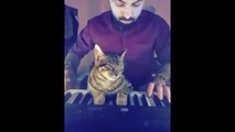 'Müzik sevdalısı kedi' paylaşım rekoru kırıyor