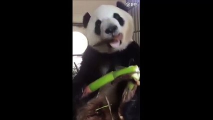 Kütür kütür bambu ağacı yiyen panda