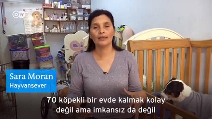 Hayatını yaralı köpeklere adadı