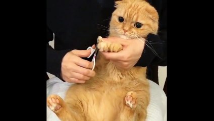 Tırnakları kesilen kedinin masum hâli