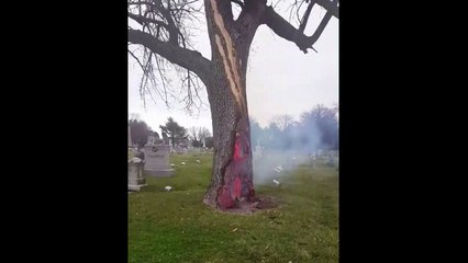 Üzerine yıldırım düşen ağaç bu hâle geldi