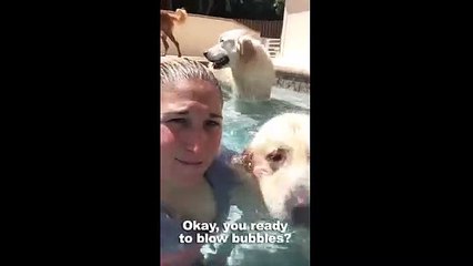 Suyun altında nefesiyle baloncuk çıkartan köpek