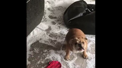 Yaramazlık yapan sevimli köpek