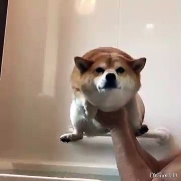 Ce chien a le rythme dans la peau