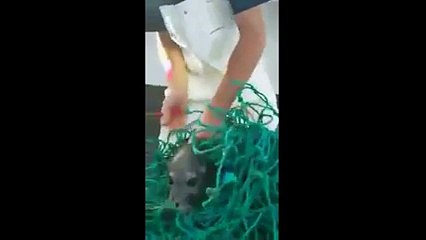 Denizde balıkçı ağına takılan fok balığı kurtarılmayı beklerken...
