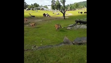 Yavru fil düşünce annesine koştu