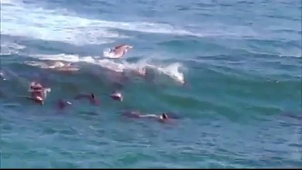 Bir dostum var ve başı büyük dertte; onu esarete sürükleme, hayvanların kullanıldığı hiçbir gösteriye gitme!