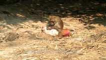 Winter-time furry grooming- macaque grooms another