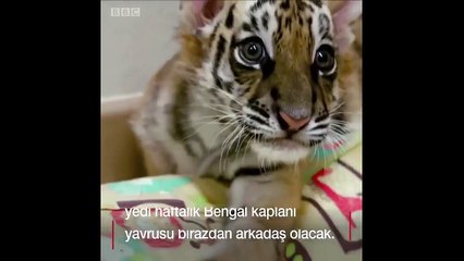 İki kaplan yavrusunun ilk karşılaşması