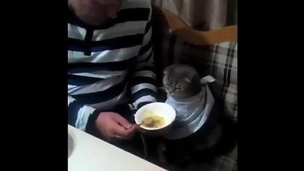 Hasta kedisine çorba içirdi!