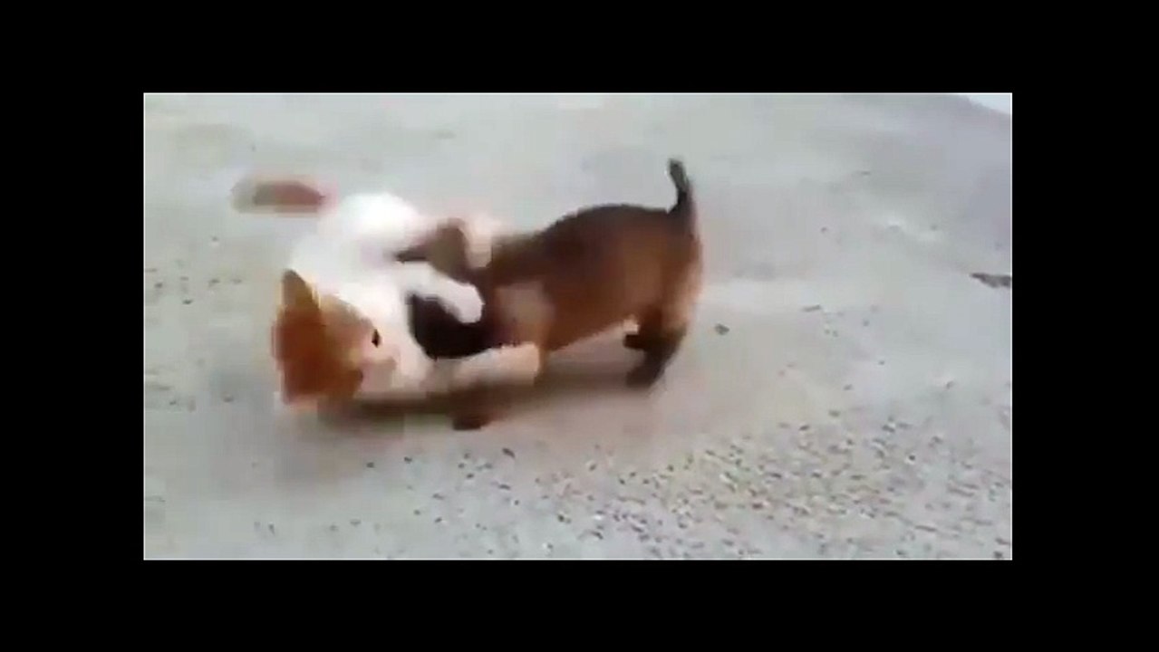 Muhteşem dostluk bu olsa gerek!