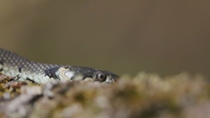 Comienza la temporada de apareamiento de las culebras anilladas en el sur de Alemania