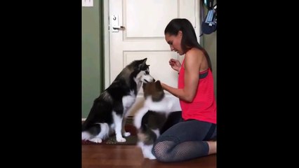 Ödül mamasını alabilmek için bakın ne yapıyor!