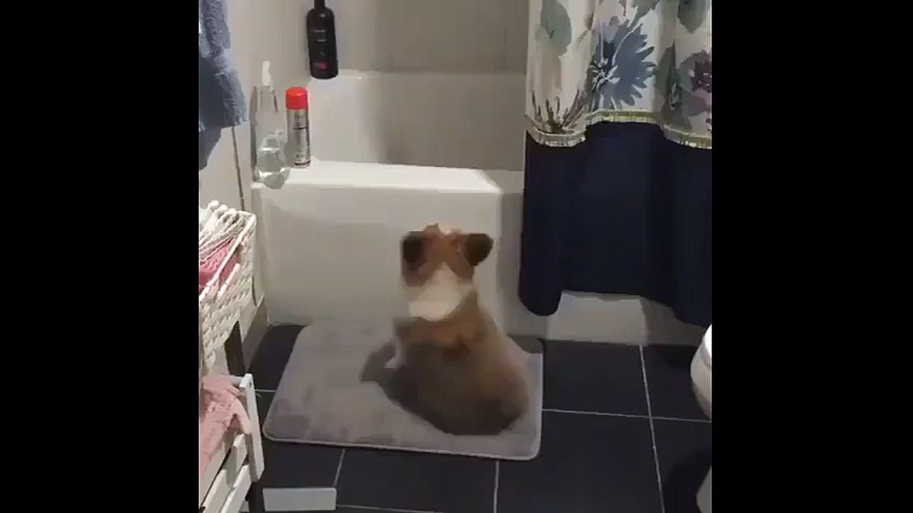 Bu köpek banyo yapmak için can atıyor!