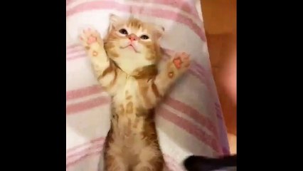 Minik kedi iyi geceler öpücüğü almadan uyumuyor!