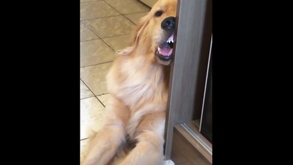 Sıcaktan bunalan köpeğin duruşuna çok güleceksiniz!