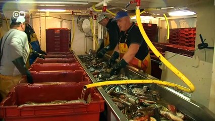 Balıkçılar Brexit müzakerelerinin ağına takıldı