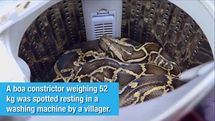 Çamaşır makinesinde 52 kiloluk boa yılanı buldu!