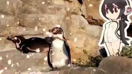 Kartona âşık olan penguen hayatını kaybetti