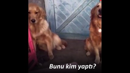 İspiyoncu köpek arkadaşını ele verdi!