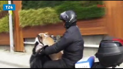 "Zıpkın" köpeğin motosiklet tutkusu