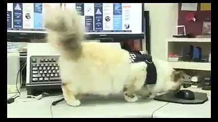 Olay yeri inceleme polisi: Kedi Tia