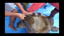 Deniz kaplumbağasını, boynuna dolanan ipten böyle kurtardılar