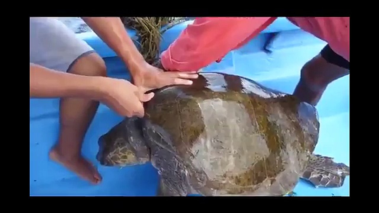 Deniz kaplumbağasını, boynuna dolanan ipten böyle kurtardılar