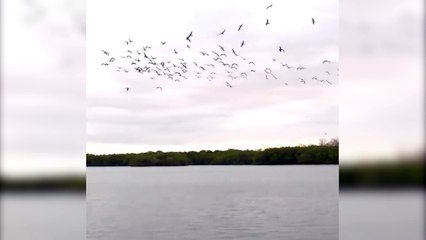 Avcı kuş sürüsünün senkronize dalışı