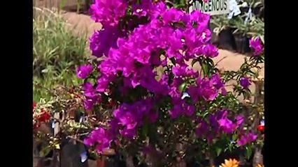 The Gardener Magazine: Potting Bougainvillea