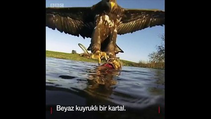 Dünyaya bir de kartalın gözünden bakın...