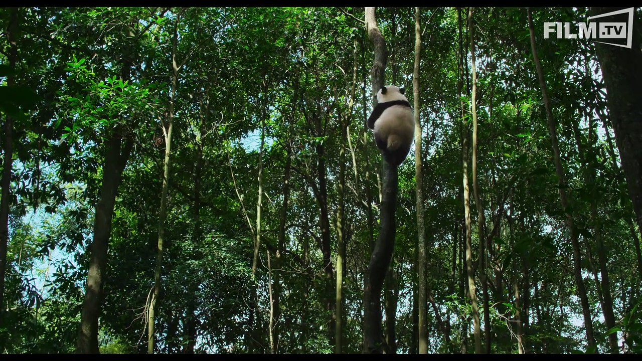 BORN IN CHINA Trailer German Deutsch (2018) HD