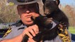 Trooper Saves Orphaned Bear Cubs After Mother is Killed Crossing the Road
