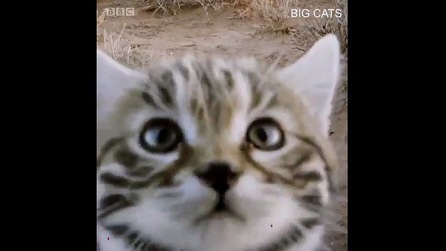 Ne aslan ne de kaplan; karşınızda dünyanın en tehlikeli kedisi! -  Dailymotion Video