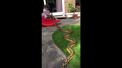 Dört yaşındaki çocukla, pitonun dostluğu kameralara böyle yansıdı...