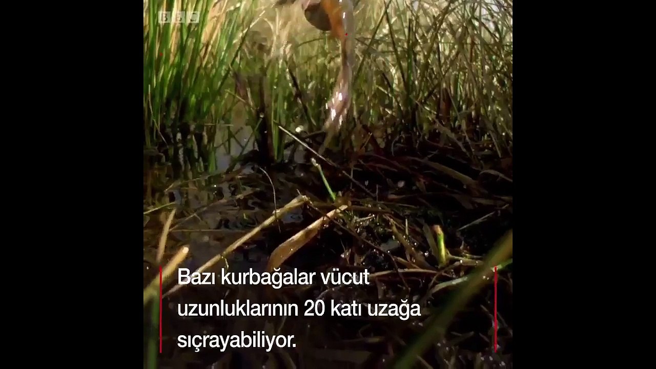 Kurbağalar vücut uzunluklarının 20 katı öteye n...