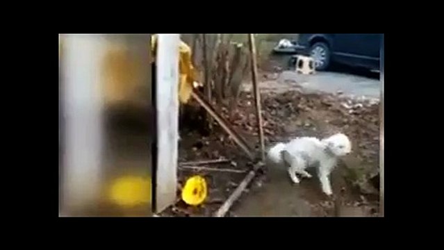 Horon oynayan köpek, sosyal medyanın yeni fenomeni oldu!