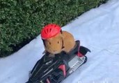 Guinea Pig Rides a Snowmobile