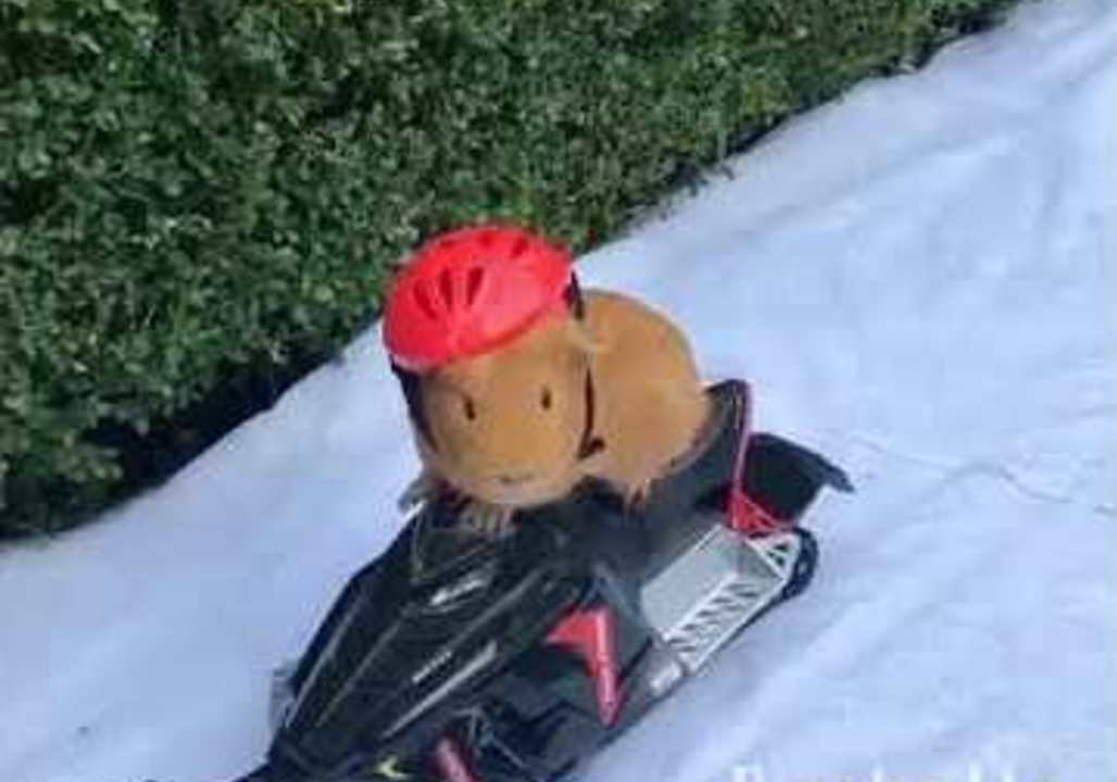 Guinea Pig Rides a Snowmobile